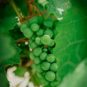 nosotros-agricultor-gomez