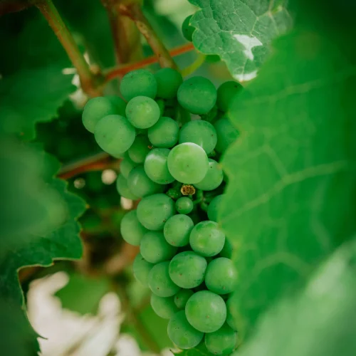 nosotros-agricultor-gomez