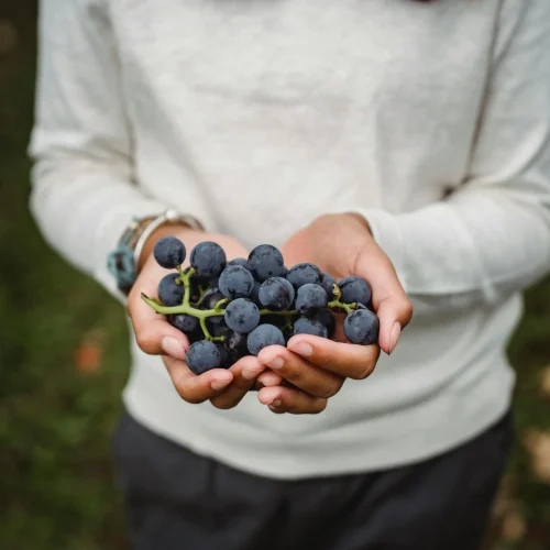 contacto-contacto-agricultor-gomez